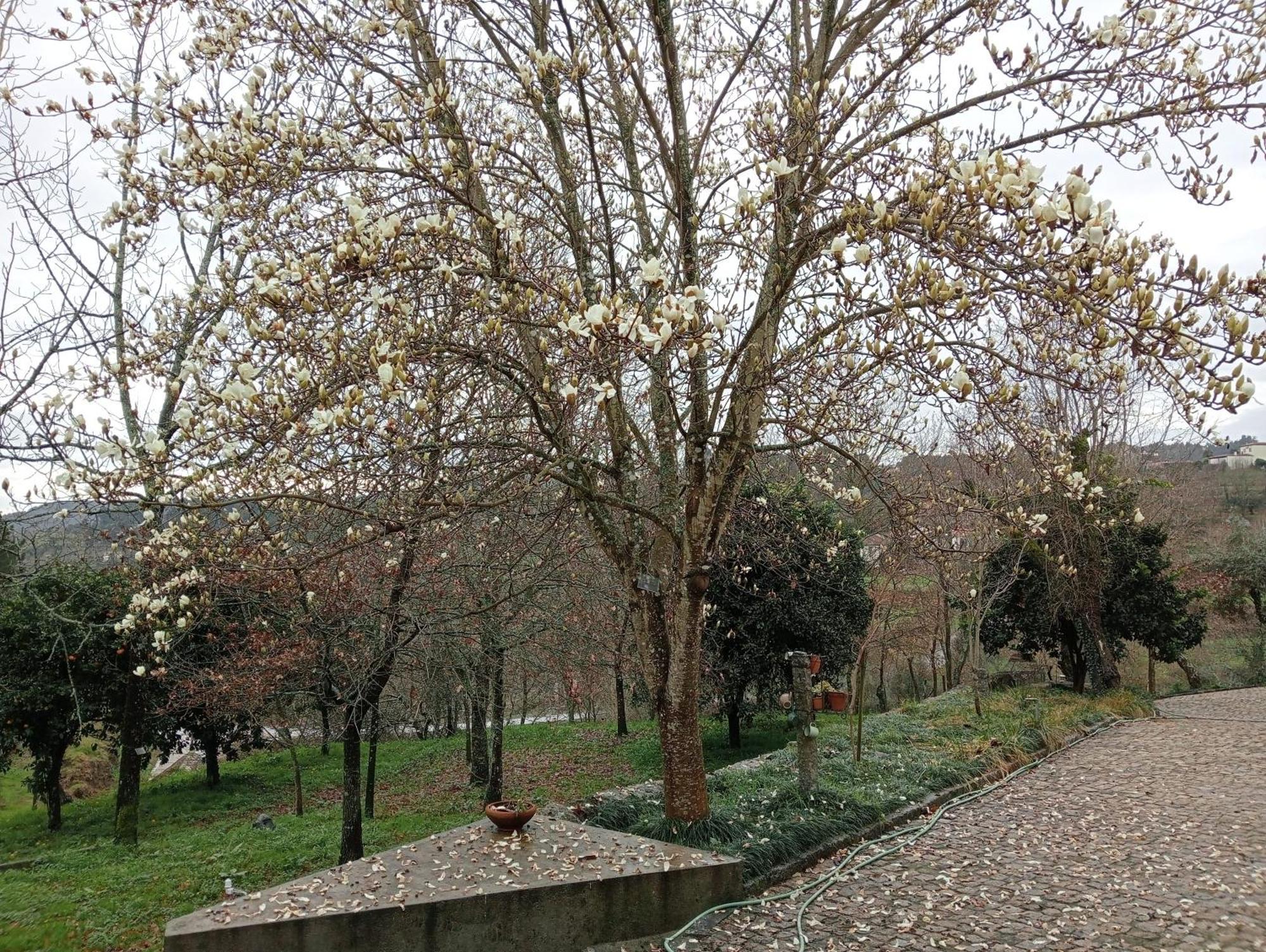 Vianashome Amarante Exterior foto